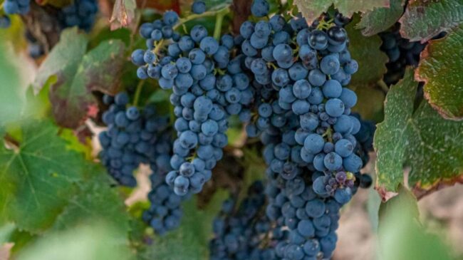 La recesión alemana pasa factura a España y las exportaciones de aceite y vino se hunden