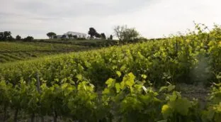 Cuatro referencias con argumentos que llaman la atención y contenidos que apetecen