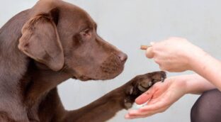 El gen responsable de la obesidad, el mismo en labradores y humanos