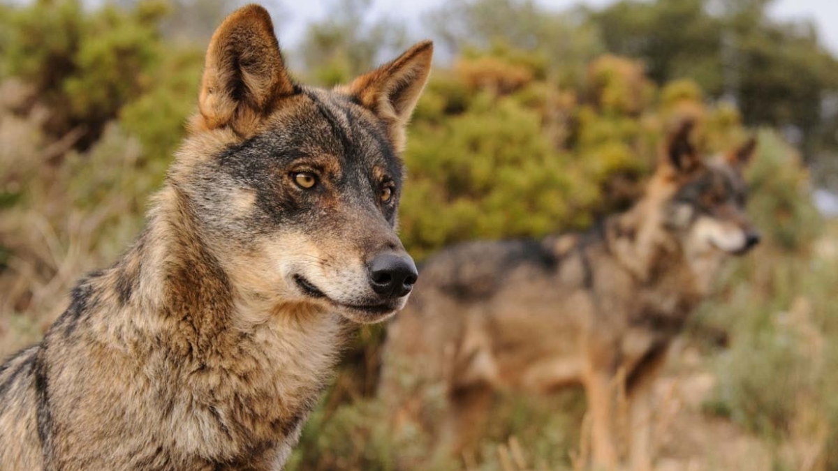Bruselas propone rebajar el estatus de protección del lobo en las normas comunitarias