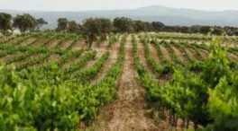 Cinco vinos con la garnacha como uva principal llegados de Rioja, Almansa, Toledo y Cebreros