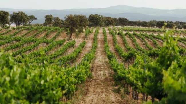 Cinco vinos con la garnacha como uva principal llegados de Rioja, Almansa, Toledo y Cebreros