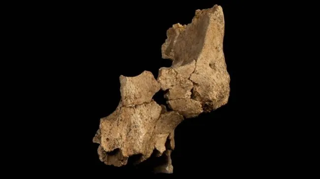 Atapuerca sigue escribiendo la historia: hallan la cara humana más antigua de Europa occidental