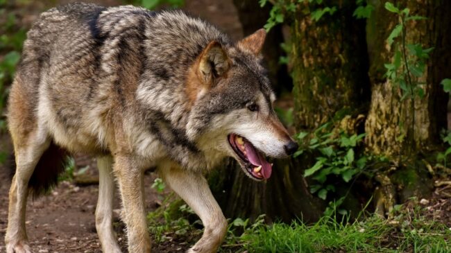 Podemos y PACMA se activan para «salvar al lobo ibérico»
