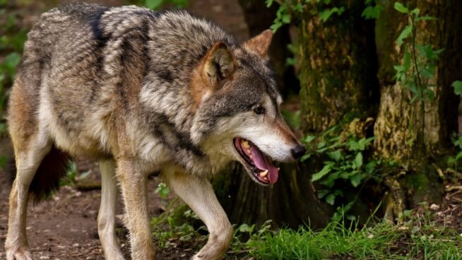 El Congreso revoca la protección especial del lobo al norte del Duero
