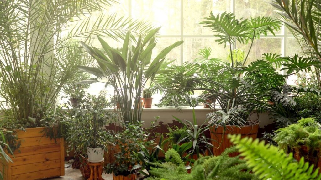Plantas de interior: (Canva)