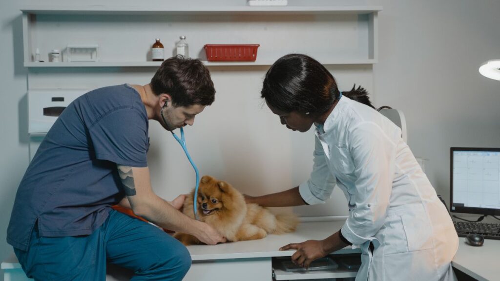 Veterinarios atendiendo a un perro: (Canva)