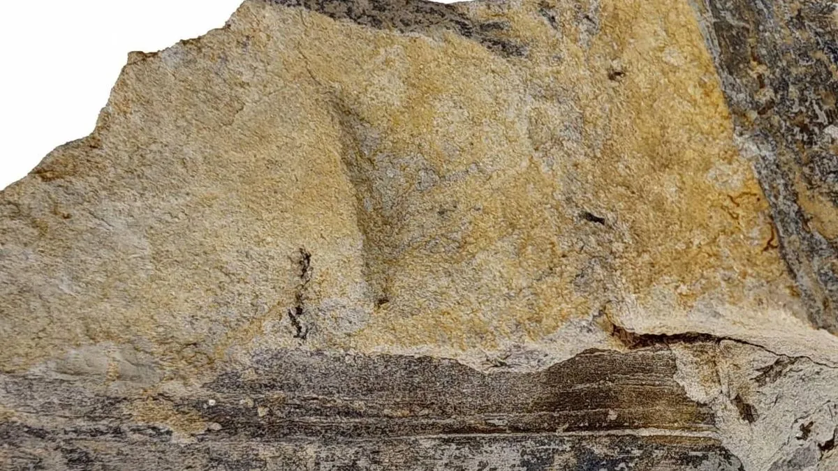 Una hoja fósil aporta nuevos datos del ambiente donde vivieron dinosaurios en Teruel