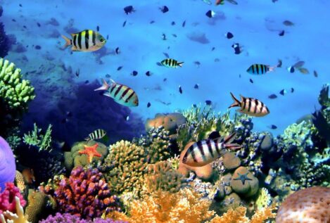 La Universidad de Ohio descubre cómo limpiar los arrecifes de coral sin dañar la plantación