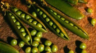 Cuándo se plantan los guisantes: guía y consejos para hacerlo bien