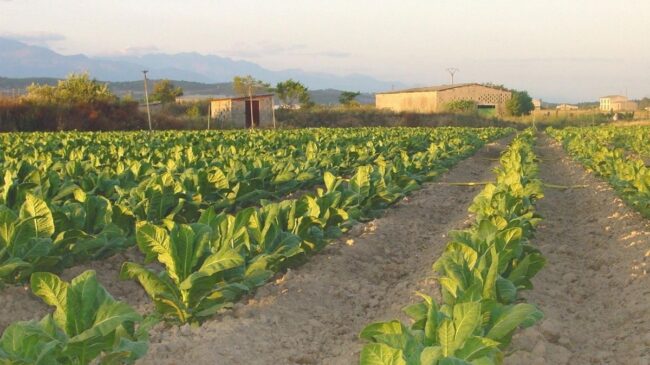 La hoja de tabaco extremeña recibe luz verde para su uso en productos calentados