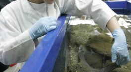 Describen la ‘bombesina’, una antigua neurohormona que controla el apetito