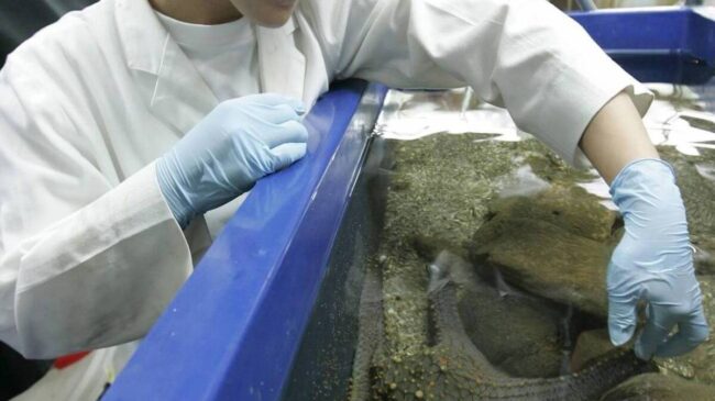 Describen la ‘bombesina’, una antigua neurohormona que controla el apetito