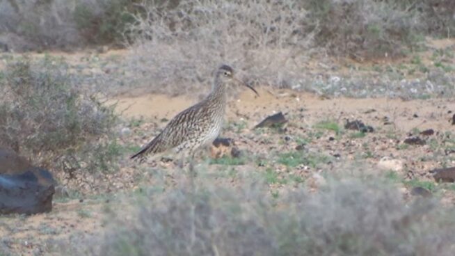 Luto en el mundo animal: este ave europea se extingue por primera vez a nivel global