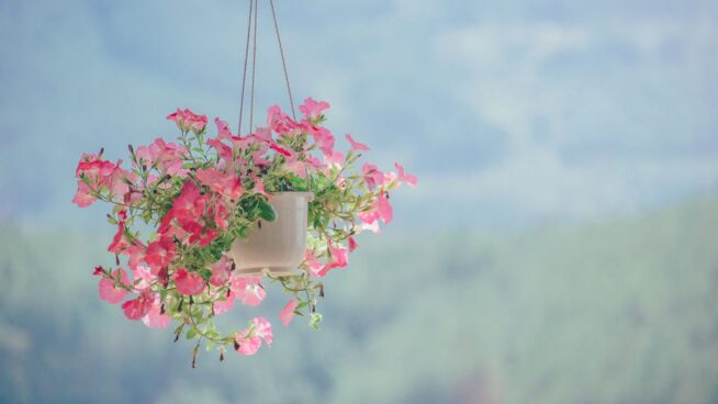 Cinco plantas colgantes resistentes al sol que se mantienen todo el año