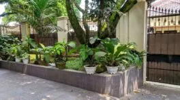 Esta es la bebida que casi todos tenemos en casa y sirve para resucitar tus plantas