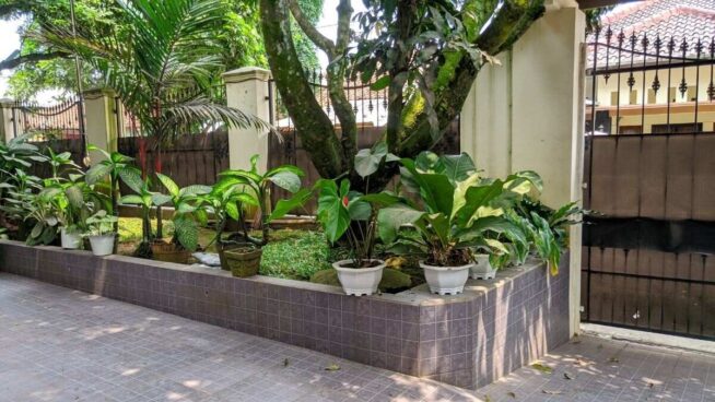 Esta es la bebida que casi todos tenemos en casa y sirve para resucitar tus plantas