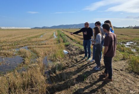 Un proyecto apuesta por convertir la paja del arroz en material de construcción sostenible