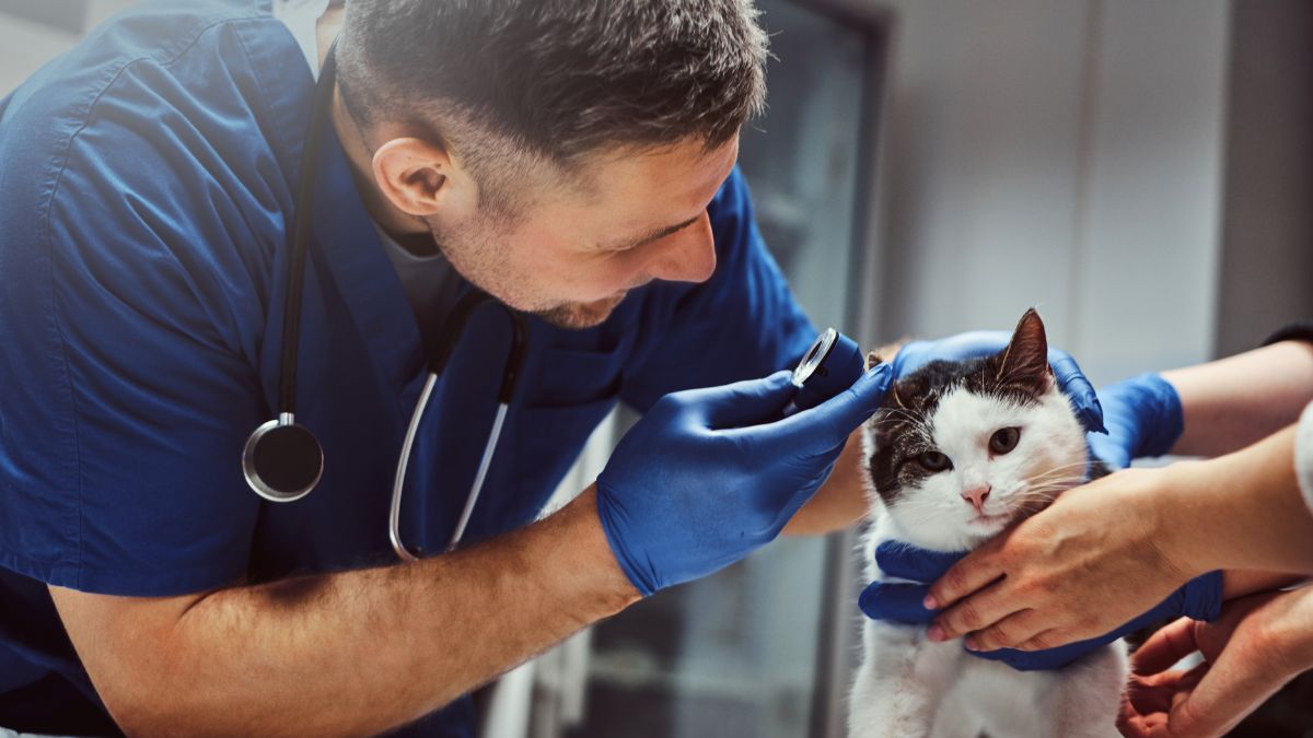 Las dificultades para acceder a un veterinario en EEUU según una influencer española