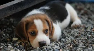 Este es el país de Europa en el que no podrás entrar con tu perro si vas de vacaciones