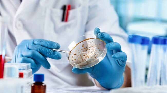 Micoterapia: ¿puede un hongo ser la clave para curar el cáncer?