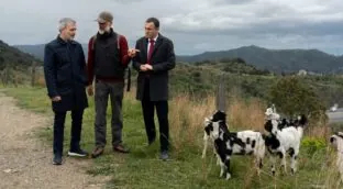 El área metropolitana de Barcelona subcontrata 350 ovejas para prevenir los incendios