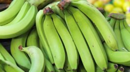 Plátano verde: el aliado contra el cáncer colorrectal, según el doctor William Arias