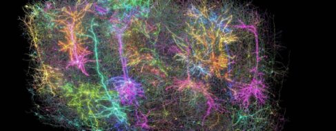 Crean el mapa más detallado del cableado cerebral en mamíferos