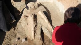Hallan las defensas de un mastodonte de la Era Terciaria en una senda natural en Valladolid