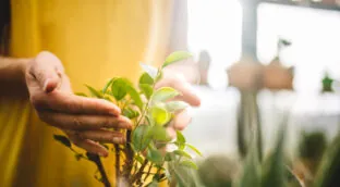 Bioelectricidad: las plantas como fuente de energía
