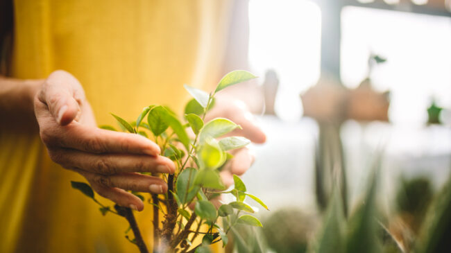 Bioelectricidad: las plantas como fuente de energía
