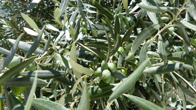 España impulsó sus exportaciones de alimentos a EEUU un 73 % en un lustro