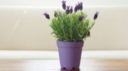 Di adiós a las palomas: cinco plantas aromáticas para proteger tu balcón o terraza