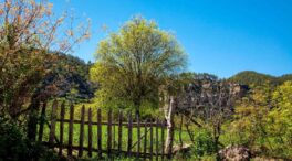 El árbol que solo crece en Cuenca y Albacete: conoce su fruta y cómo cultivarlo