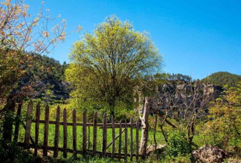 El árbol que solo crece en Cuenca y Albacete: conoce su fruta y cómo cultivarlo