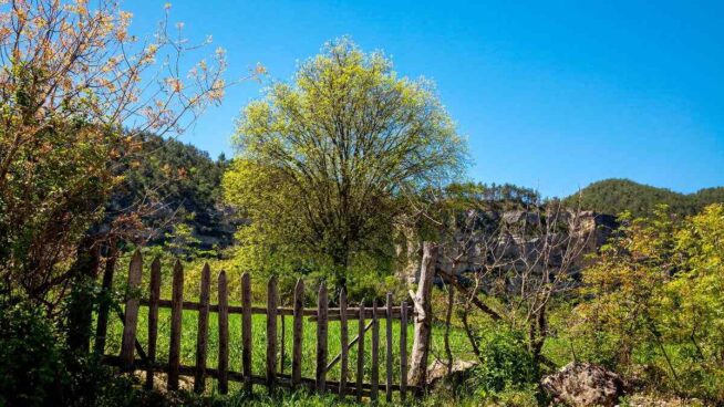 El árbol que solo crece en Cuenca y Albacete: conoce su fruta y cómo cultivarlo
