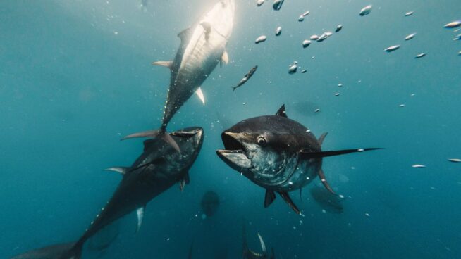 Agricultura establece las disposiciones para la pesca de atún rojo en 2025