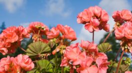 Estas cinco plantas aguantan el sol y florecen todo el año: ideales para cualquier jardín