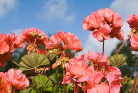 Estas cinco plantas aguantan el sol y florecen todo el año: ideales para cualquier jardín