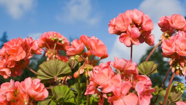 Estas cinco plantas aguantan el sol y florecen todo el año: ideales para cualquier jardín
