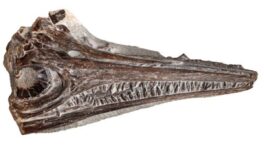 Hallan una nueva especie de ‘reptil bacalao’ del Jurásico en Portugal