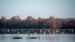Las inundaciones en Doñana reactivan su ecosistema y traen de vuelta a los anfibios