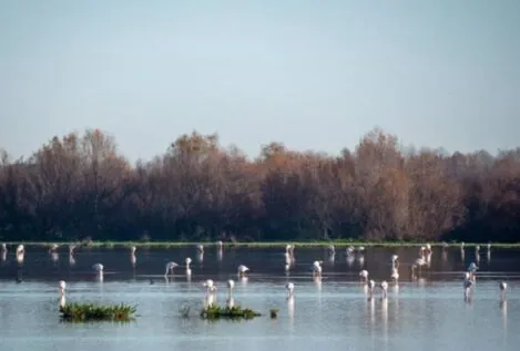 Las inundaciones en Doñana reactivan su ecosistema y traen de vuelta a los anfibios