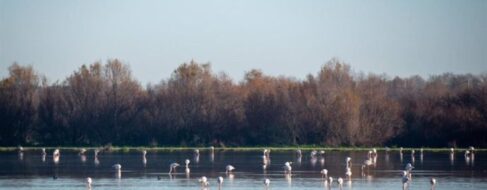Las inundaciones en Doñana reactivan su ecosistema y traen de vuelta a los anfibios