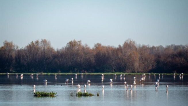 Las inundaciones en Doñana reactivan su ecosistema y traen de vuelta a los anfibios