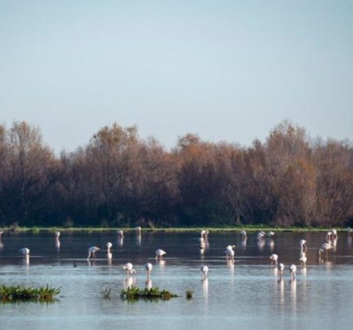 Las inundaciones en Doñana reactivan su ecosistema y traen de vuelta a los anfibios