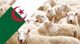 La industria cárnica, contra Agricultura por autorizar la exportación de ovino vivo a Argelia