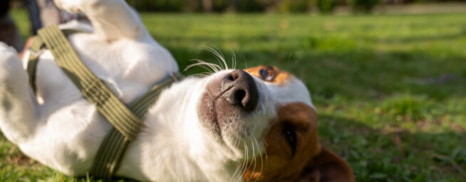 Un humor de perros: cómo nuestras mascotas también pueden ser optimistas o pesimistas