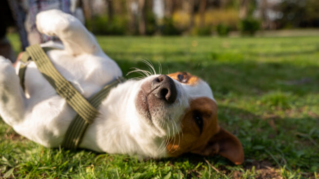 Un humor de perros: cómo nuestras mascotas también pueden ser optimistas o pesimistas