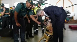 La Guardia Civil cuenta con 621 perros, 156 caballos y un jabalí en plantilla